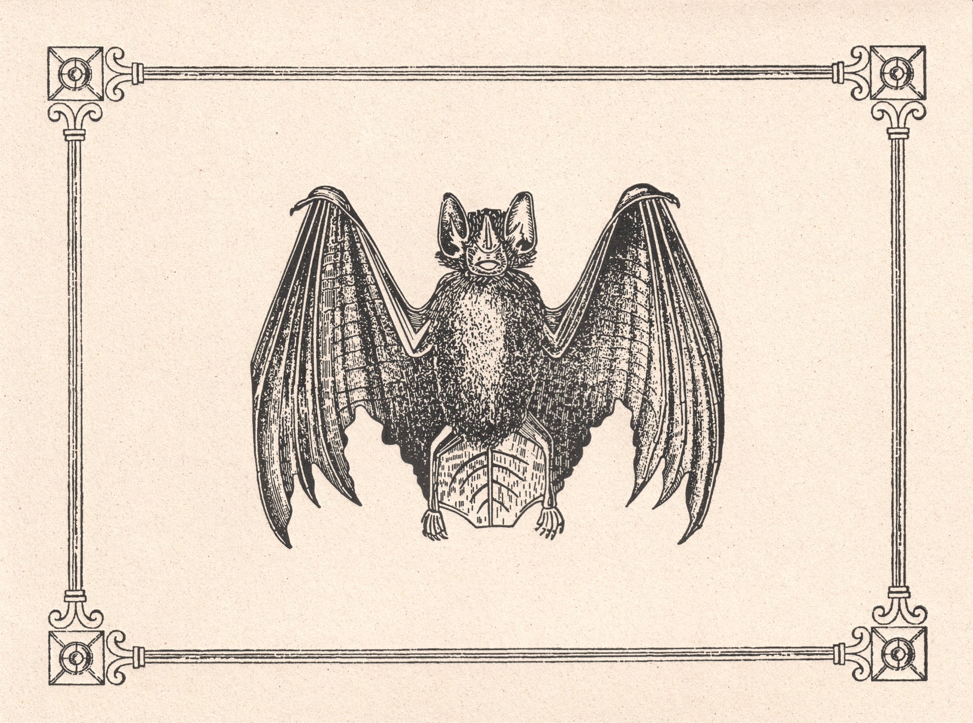 Bat Italian Vintage letterpress Notecard LetterSeals.com