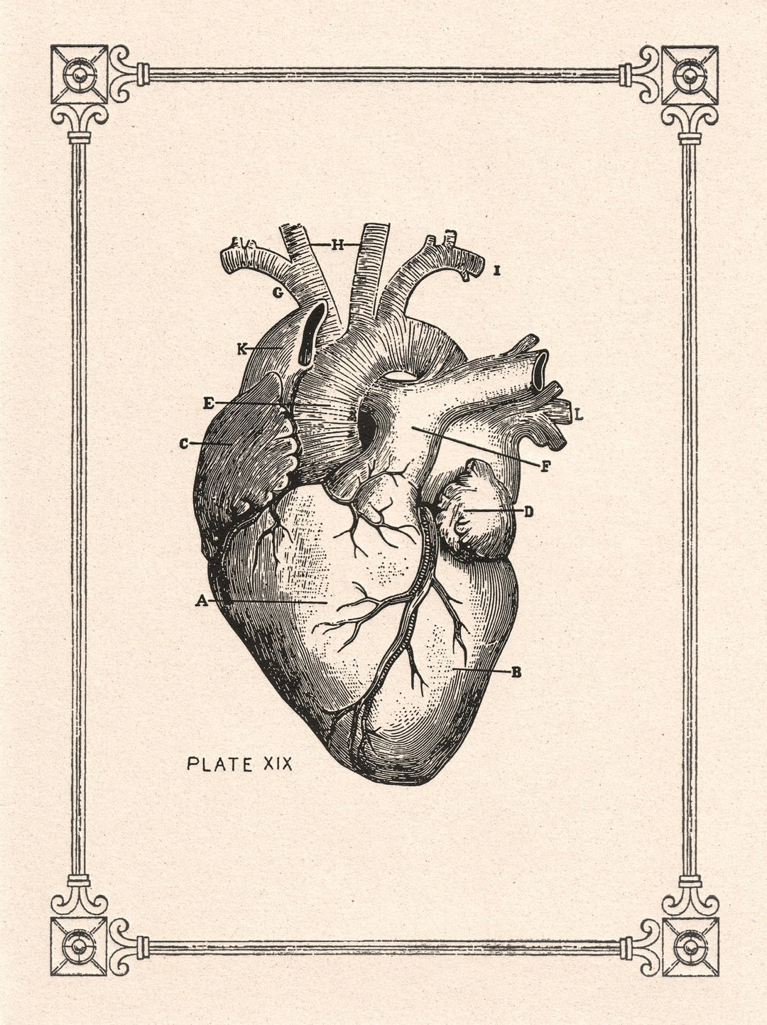 Human Heart  Italian Vintage letterpress Notecard LetterSeals.com