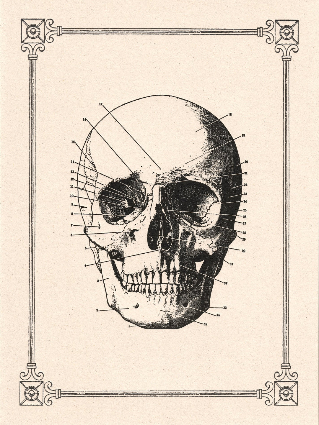 Skull  Italian Vintage letterpress Notecard LetterSeals.com