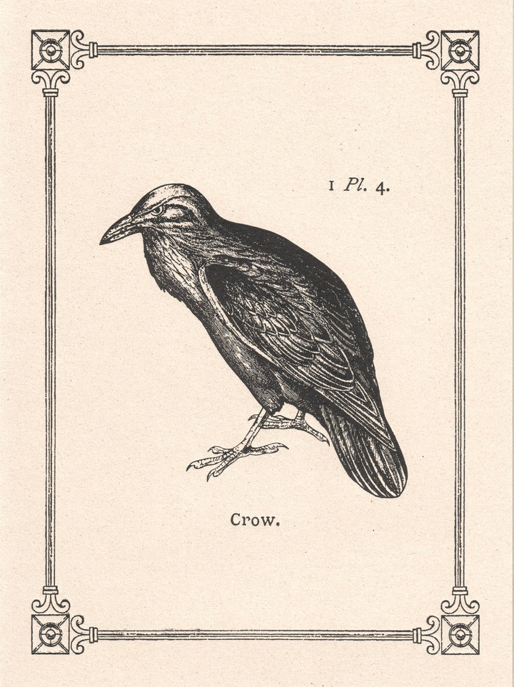 Crow  Italian Vintage letterpress Notecard LetterSeals.com