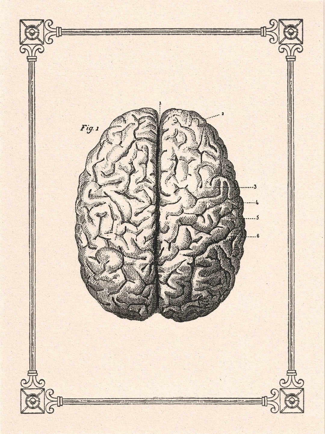 Human Brain  Italian Vintage letterpress Notecard LetterSeals.com