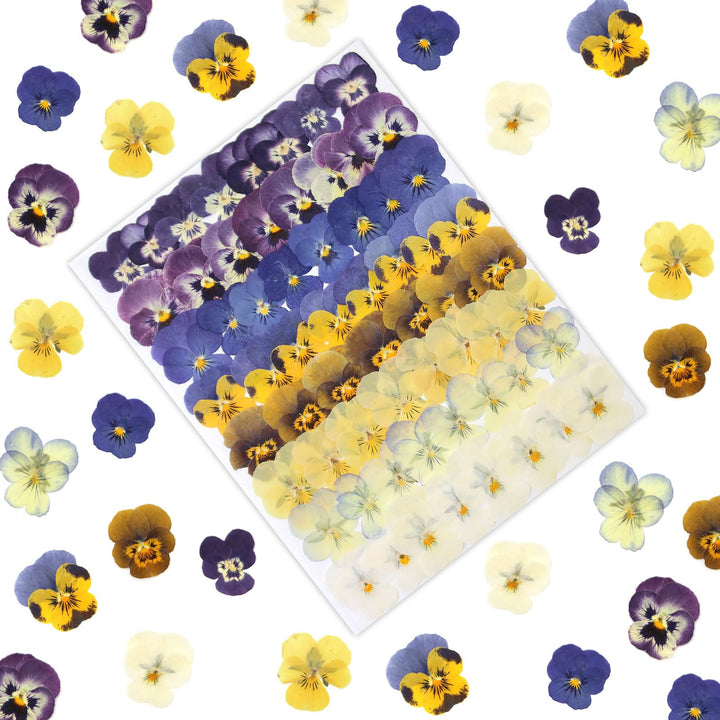 Color Themed Dried Pressed Flowers-LetterSeals.com
