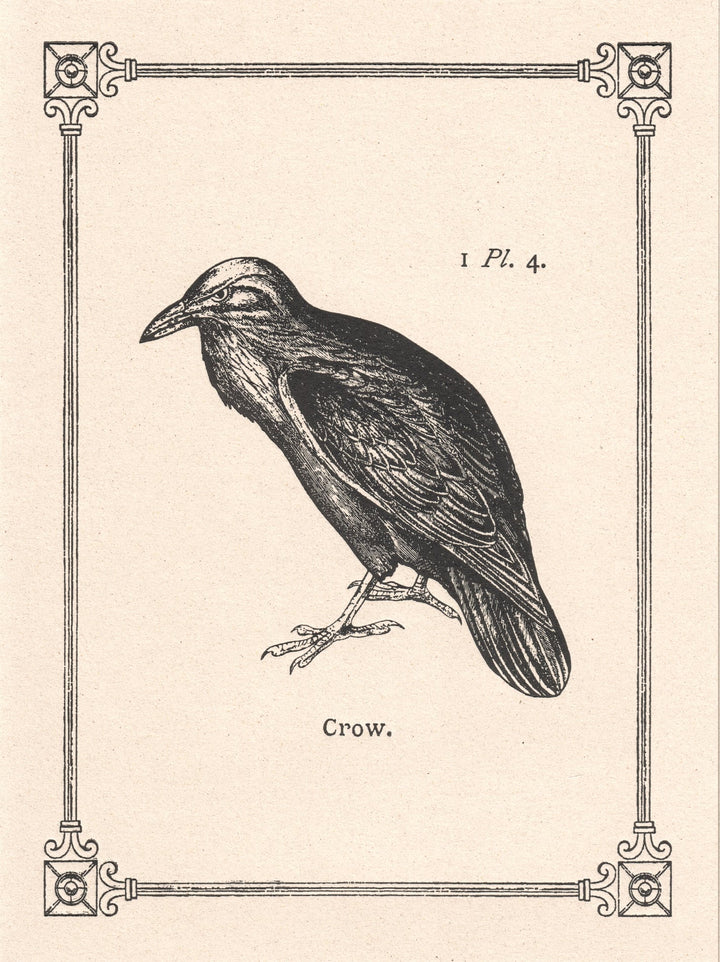 Crow 15th Century Italian Illustration Note Card | Rossi 1931 Italian Stationery-LetterSeals.com