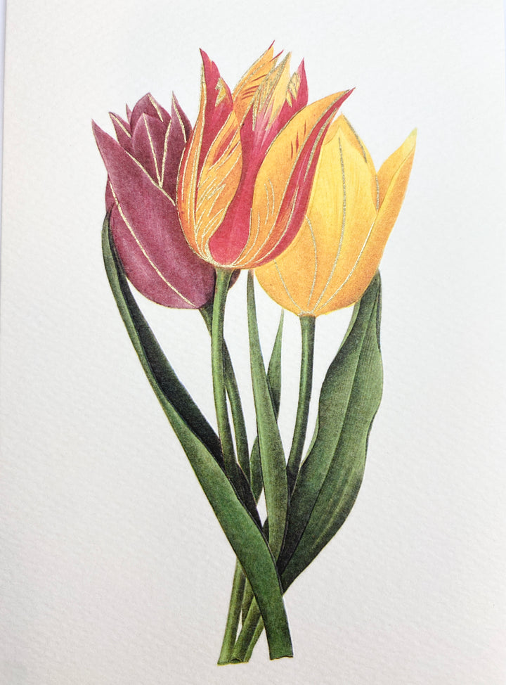 Gesner Tulips Greeting Card | Rossi 1931 Italian Stationery-LetterSeals.com