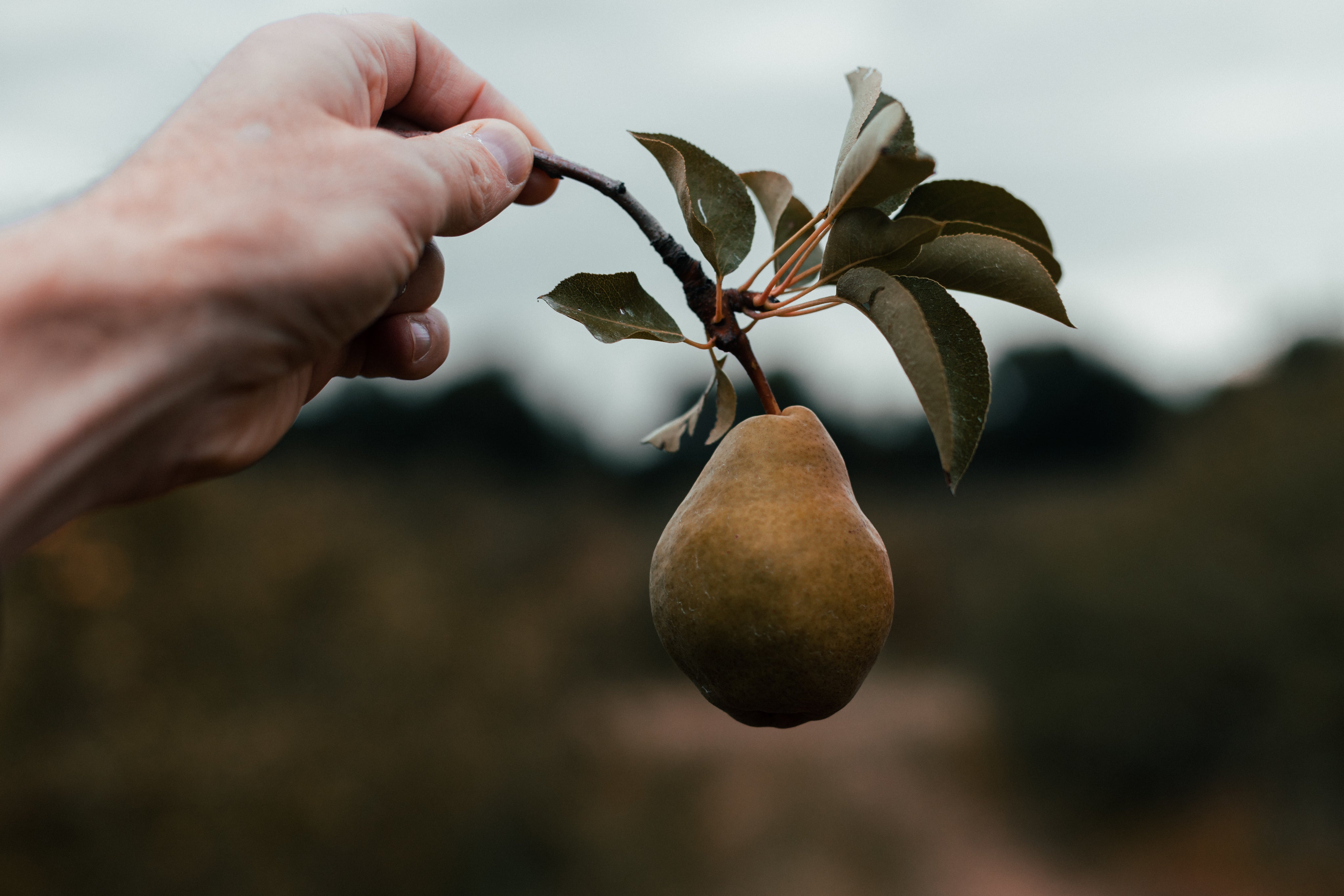 hand-holding-pear-still-on-the-branch[product-name]-LetterSeals.com