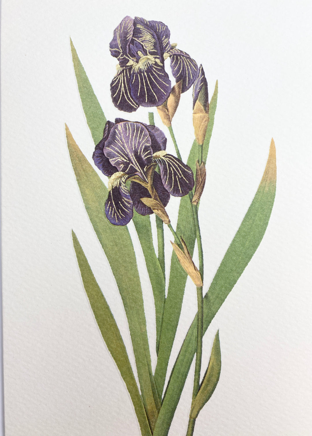 Iris Germanica Greeting Card | Rossi 1931 Italian Stationery-LetterSeals.com