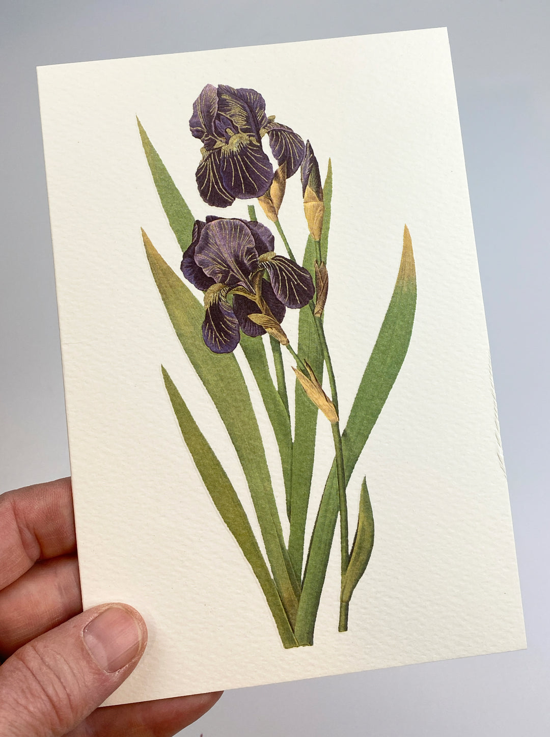 Iris Germanica Greeting Card | Rossi 1931 Italian Stationery-LetterSeals.com