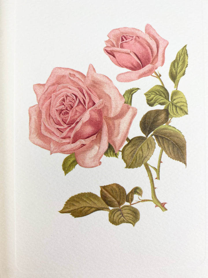 Pink Rose Greeting Card | Rossi 1931 Italian Stationery-LetterSeals.com