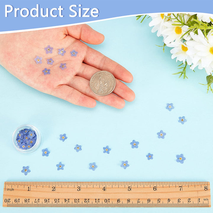 Pressed Forget-Me-Not Flowers-LetterSeals.com