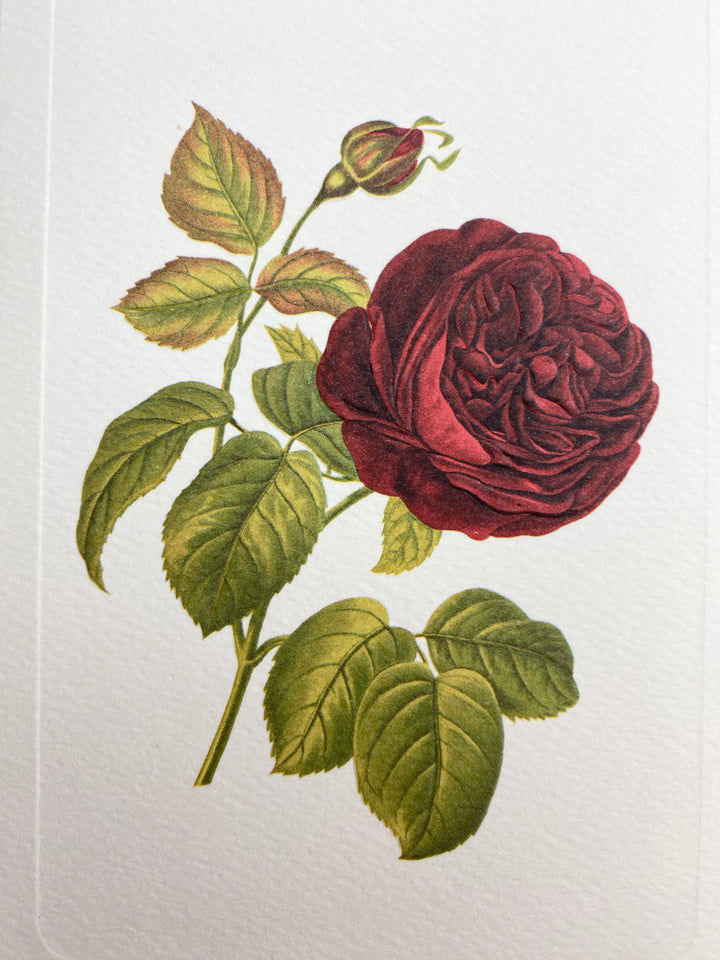 Red Rose Greeting Card | Rossi 1931 Italian Stationery-LetterSeals.com