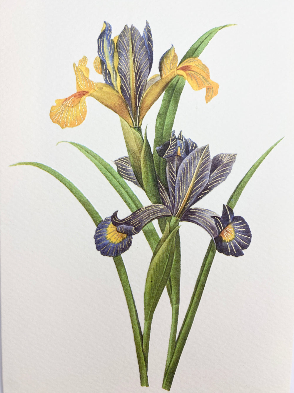 Spanish Iris Greeting Card | Rossi 1931 Italian Stationery-LetterSeals.com