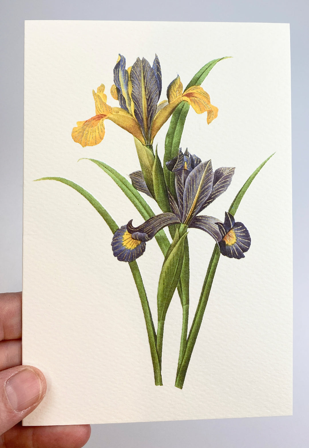 Spanish Iris Greeting Card | Rossi 1931 Italian Stationery-LetterSeals.com