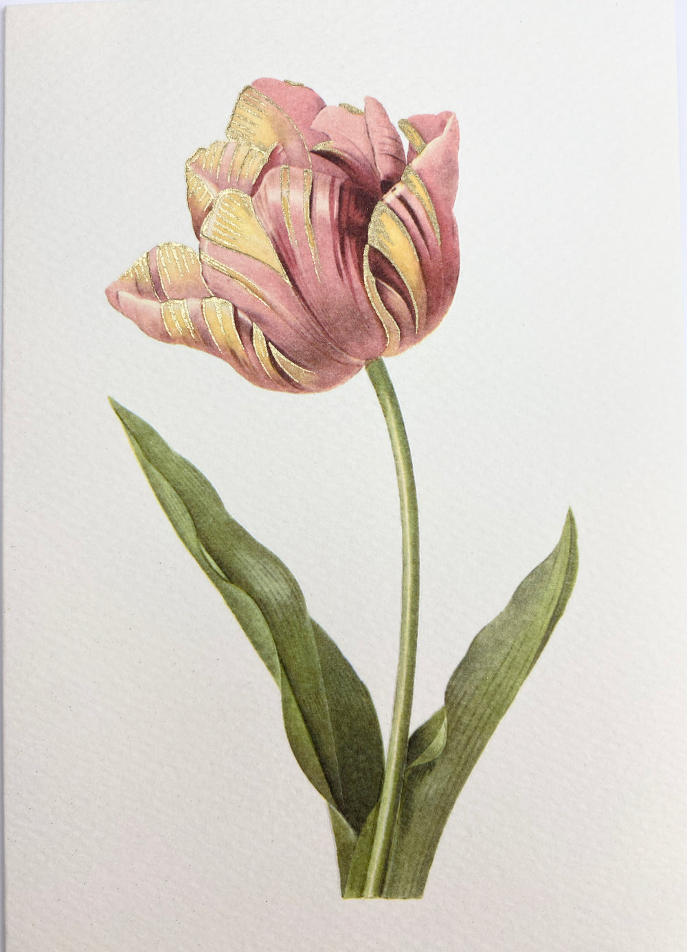 Tulipa Culta Greeting Card | Rossi 1931 Italian Stationery-LetterSeals.com