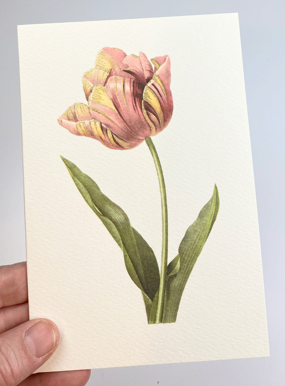 Tulipa Culta Greeting Card | Rossi 1931 Italian Stationery-LetterSeals.com