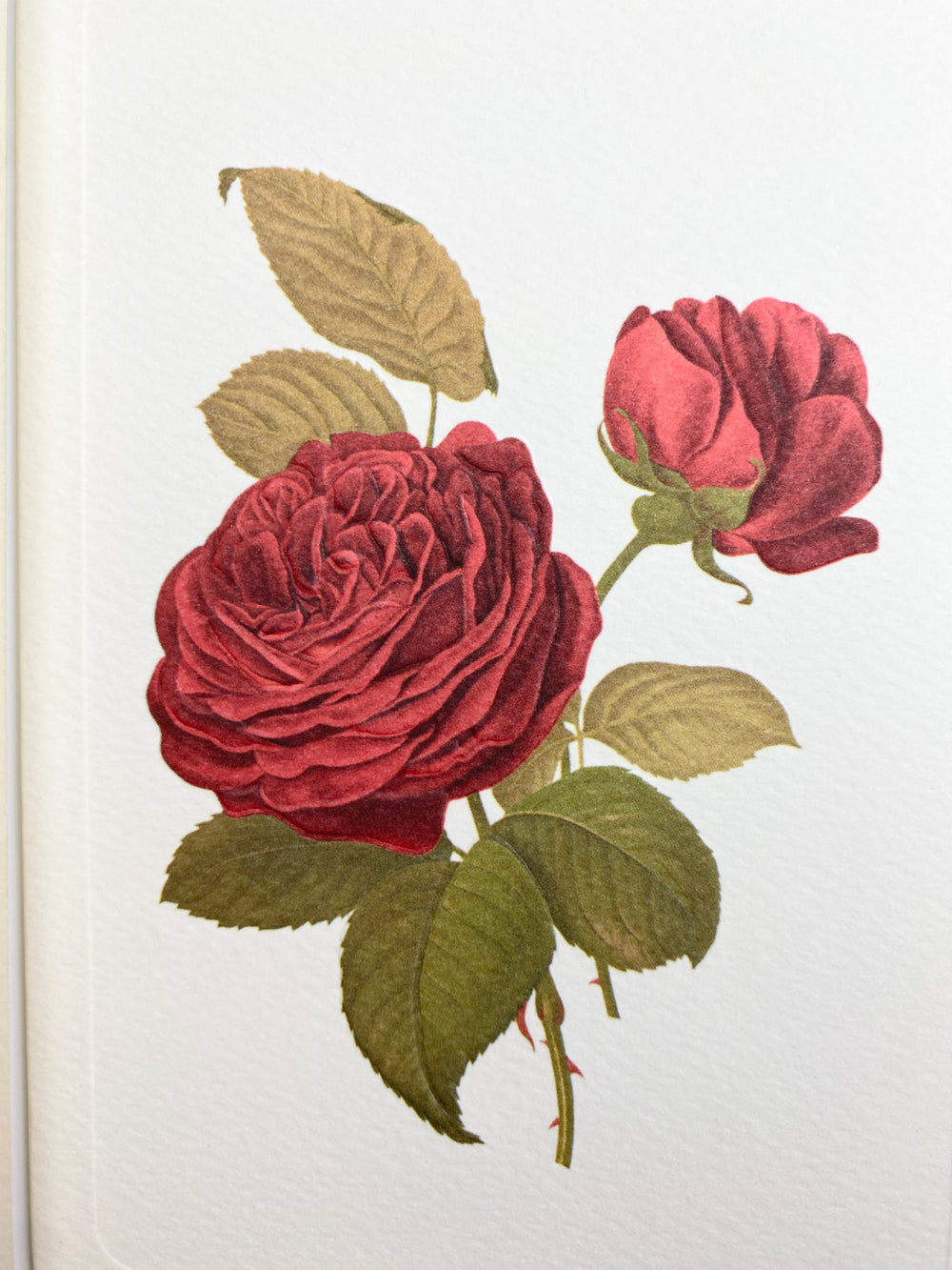 Two Red Roses Greeting Card | Rossi 1931 Italian Stationery-LetterSeals.com